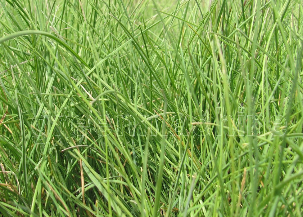 100x Coastal Blue Tussock - $1.99 each