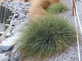 Blue Tussock