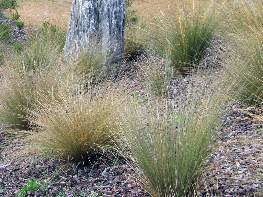 10x Silver Tussock - $4.99 each