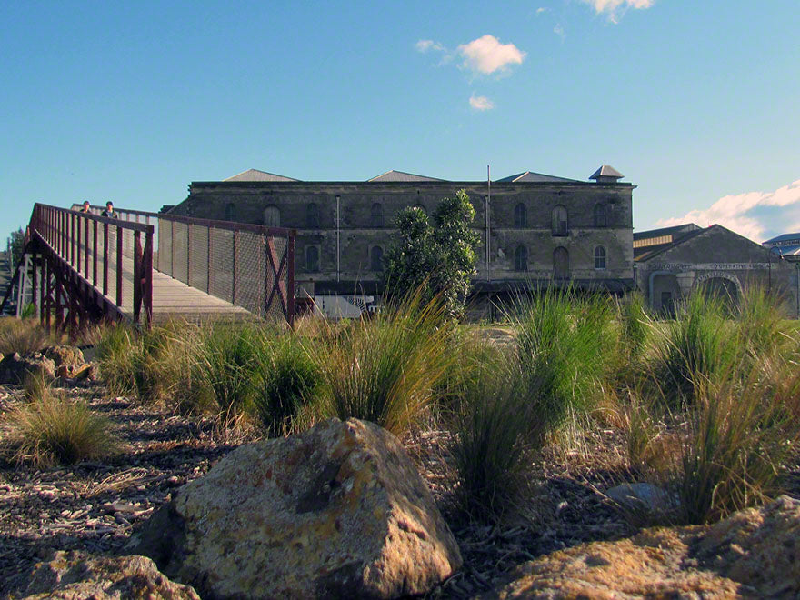 50x Silver Tussock - $3.99 each