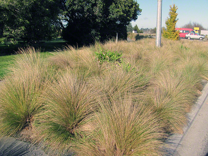 10x Silver Tussock - $4.99 each