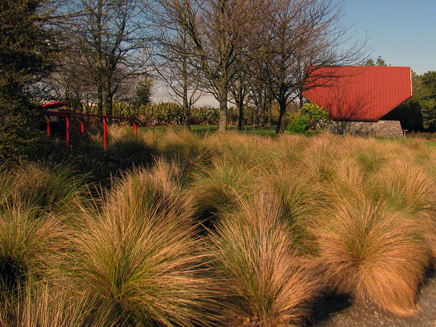 50x Silver Tussock - $2.99 each