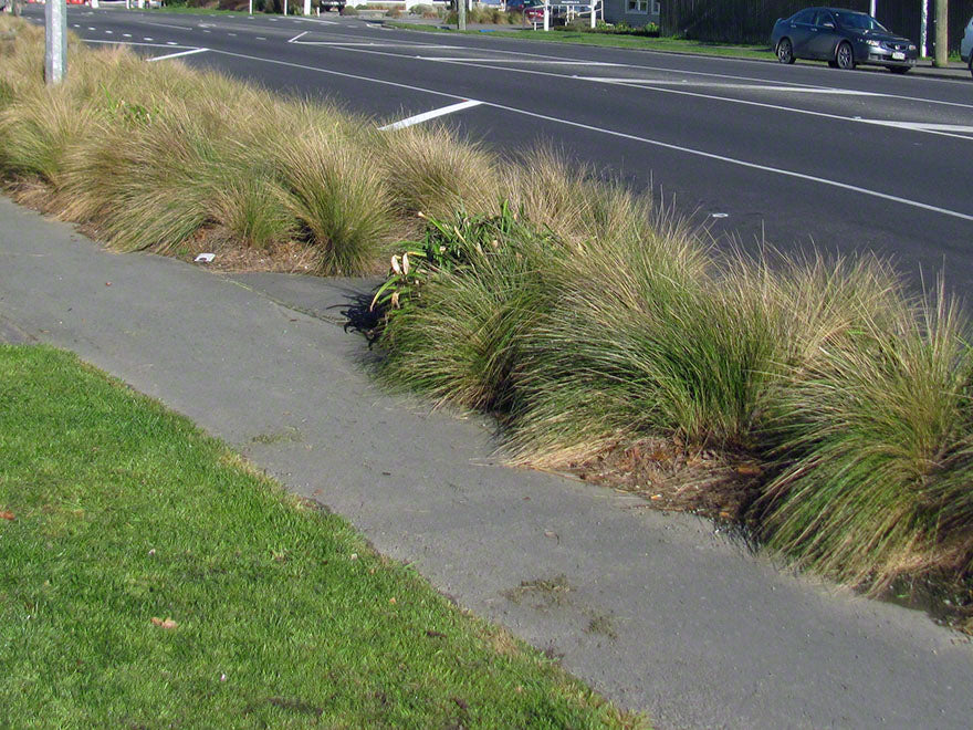 50x Silver Tussock - $2.99 each