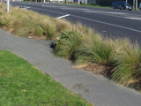 50x Silver Tussock - $1.99 each