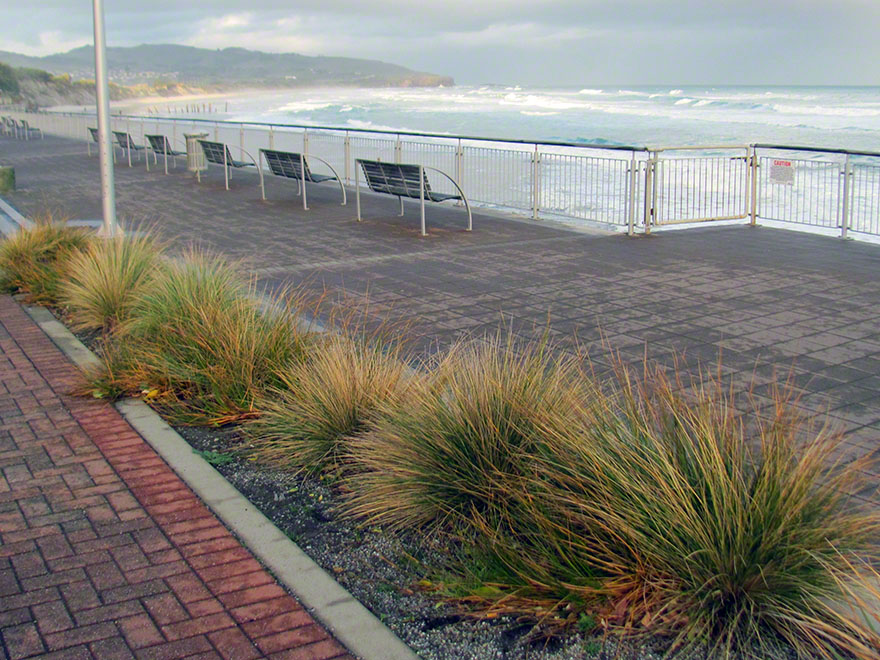 100x Silver Tussock - $2.99 each