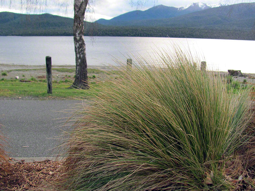 10x Silver Tussock - $4.99 each