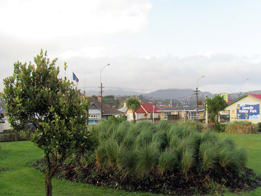 100x Silver Tussock - $2.99 each