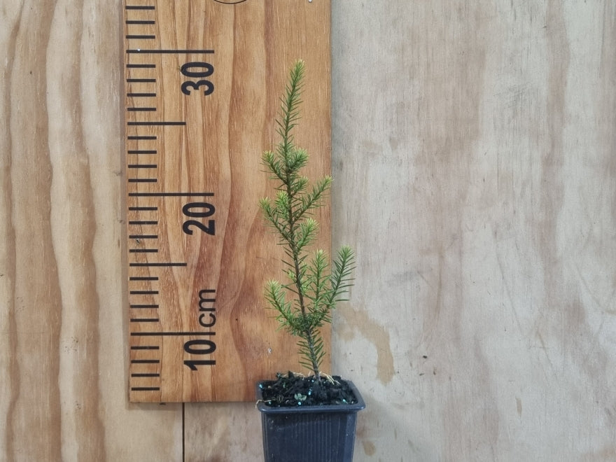 25x Mountain Tōtara Hedge - $4.99 each