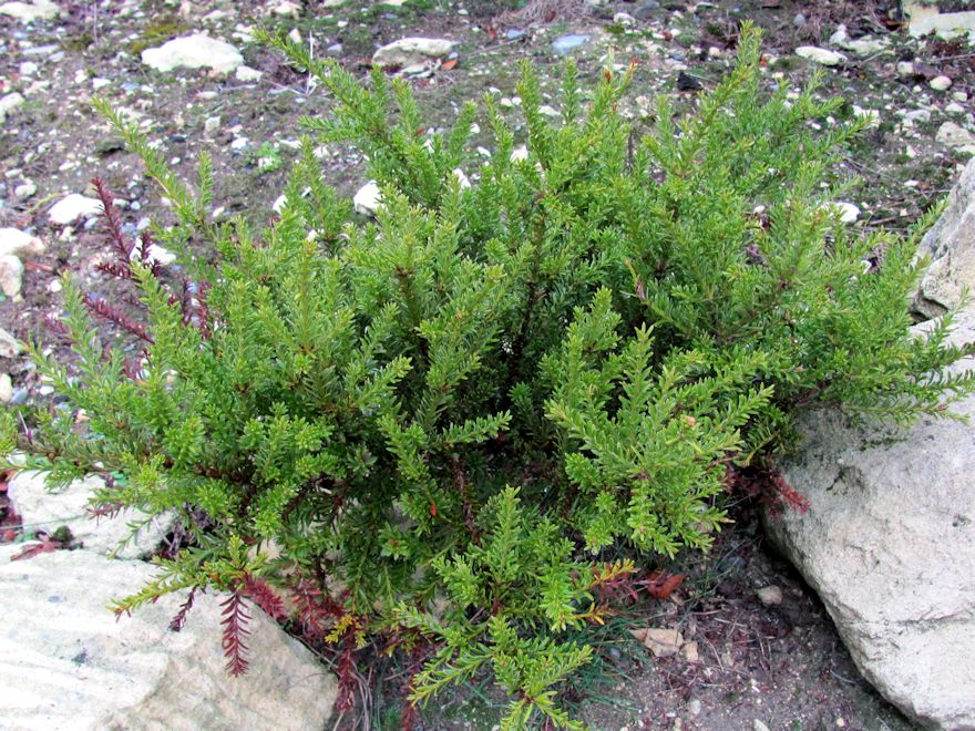 5x Dwarf Snow Totara - $5.99 each
