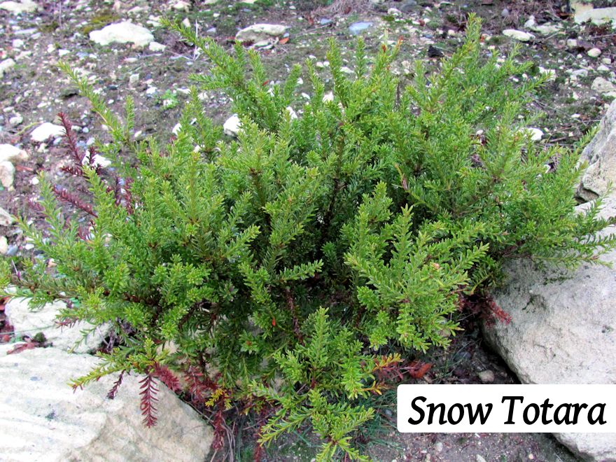 50x Clearance Native Combo - $3.99c each - Super Cheap