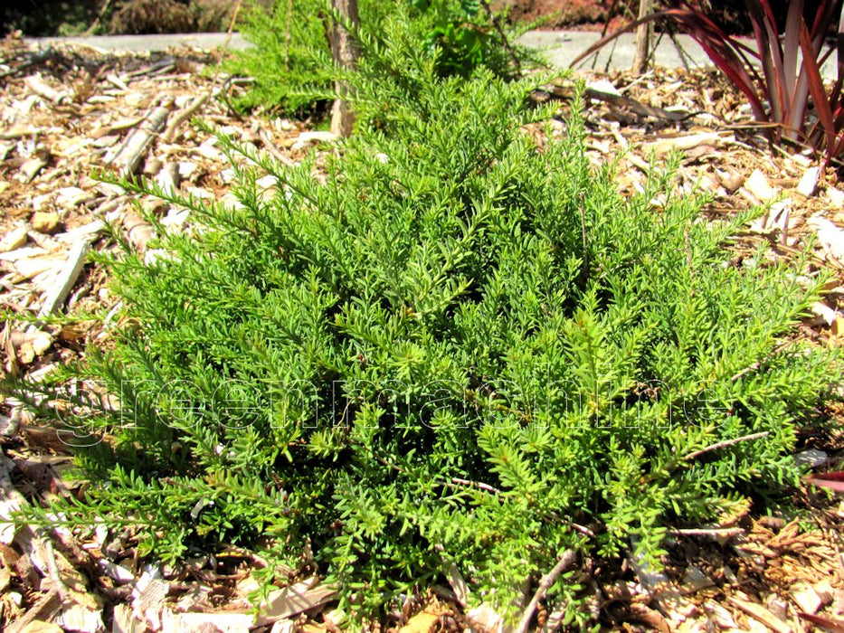10x Alpine Totara Hedge - $7.99 each