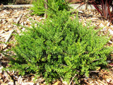 100x Alpine Hedge Totara - $3.99 each