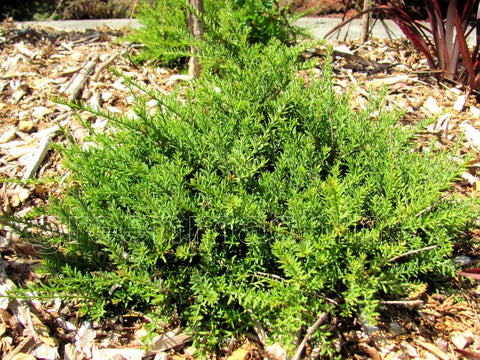 100x Alpine Hedge Totara - $3.99 each