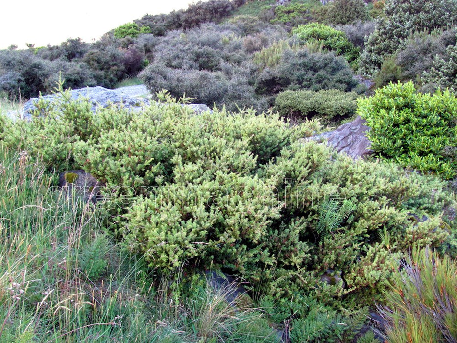 5x Dwarf Snow Totara - $5.99 each