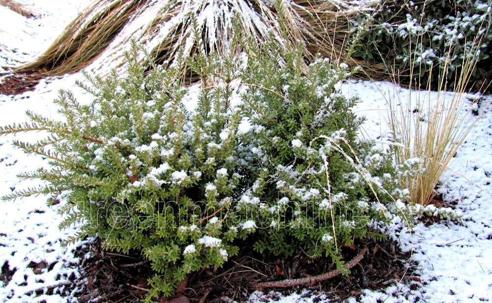 5x Dwarf Snow Totara - $5.99 each