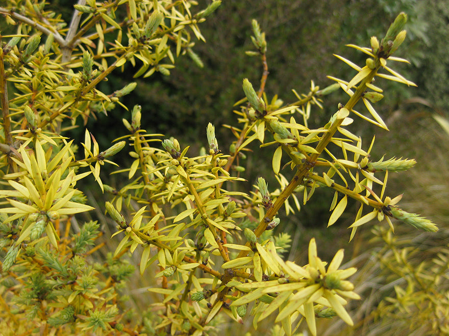 25x Golden Totara - $5.99 each