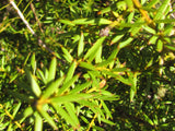 Podocarpus Totara x1