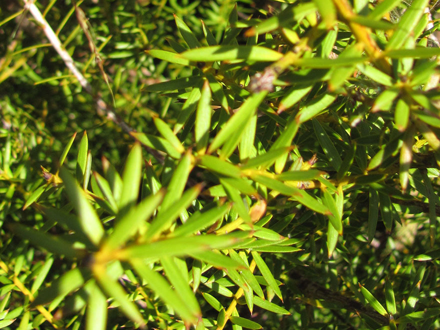 5x Tōtara - $7.99 each