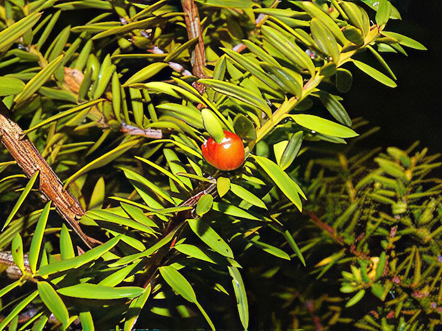 Podocarpus acutifolius