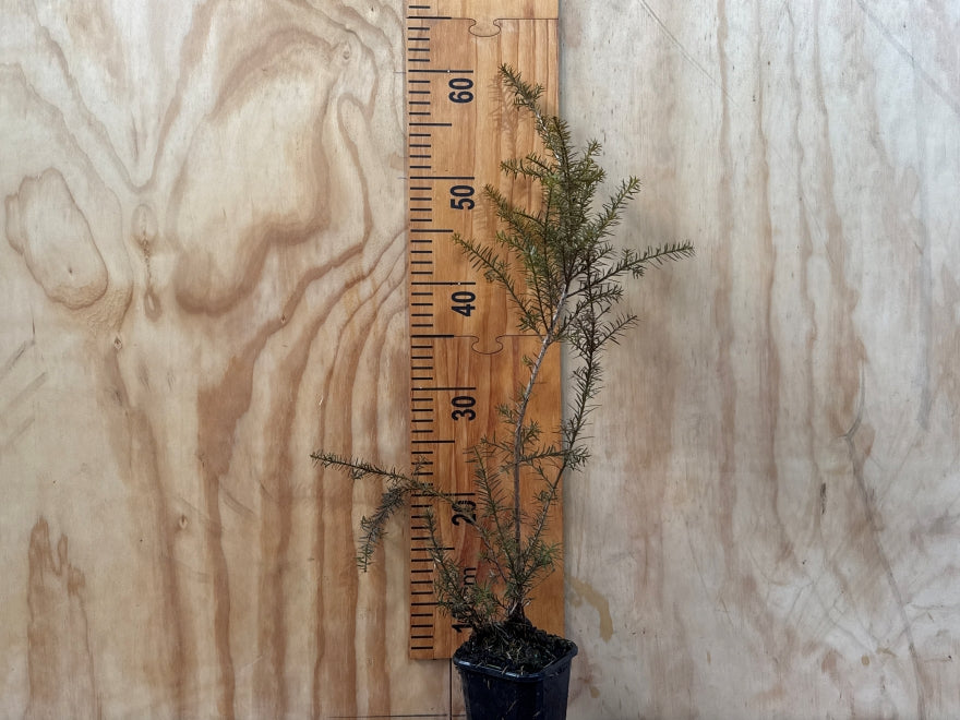 Podocarpus acutifolius