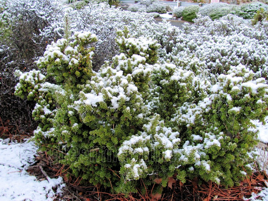 25x Alpine Totara Hedge - $7.99 each
