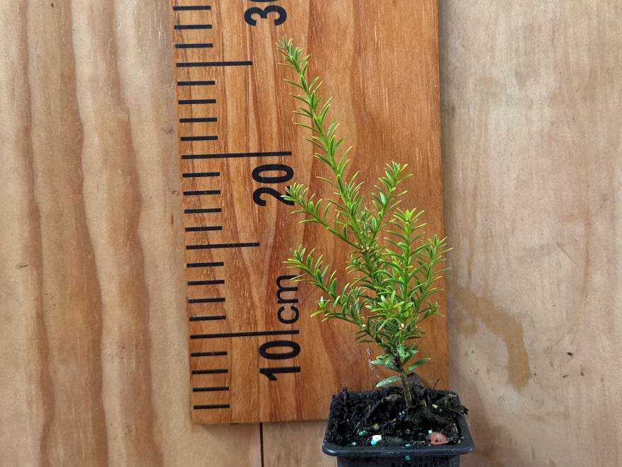 25x Low Growing Native Combo - $4.99 each