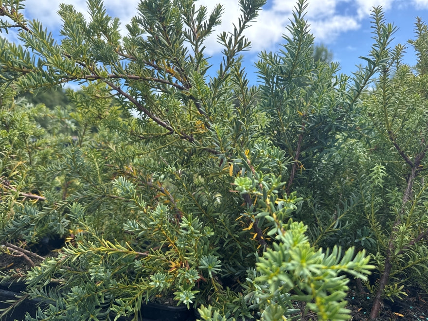 25x Alpine Totara Hedge - $7.99 each