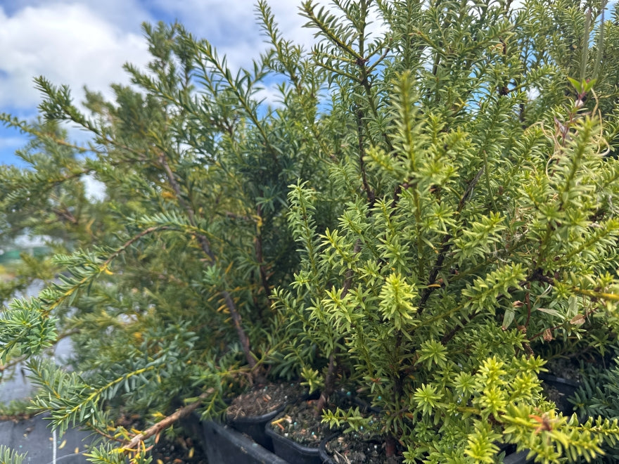 25x Alpine Totara Hedge - $7.99 each