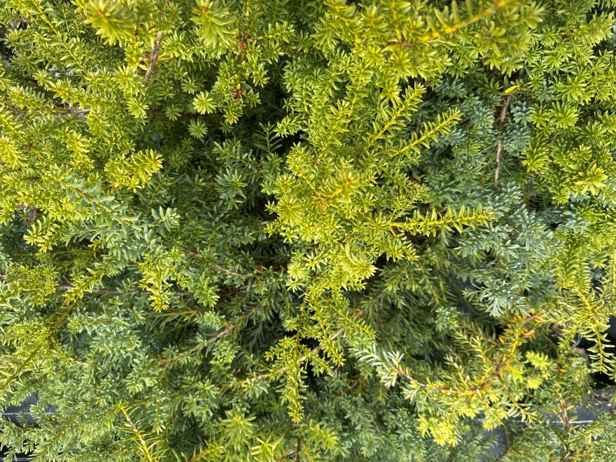 25x Alpine Totara Hedge - $7.99 each