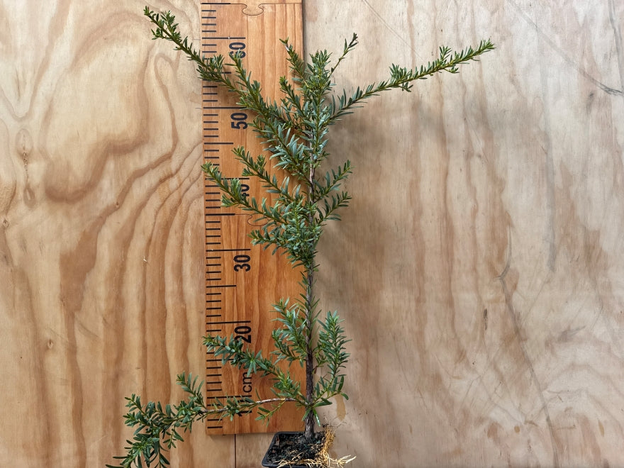 Podocarpus Nivalis (Hybrid)
