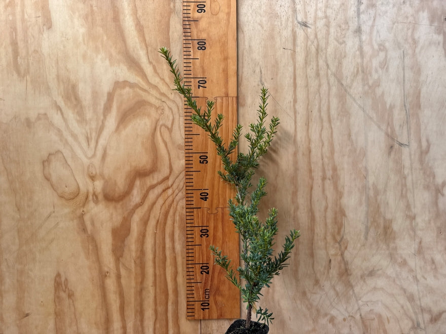 5x Dwarf Snow Totara - $9.99 each
