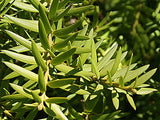 Podocarpus Totara