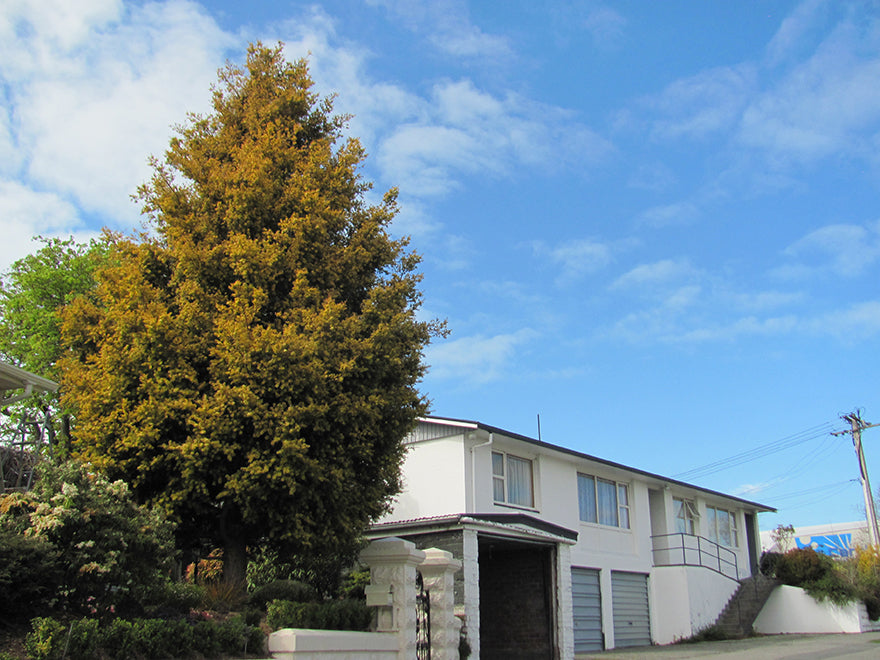 5x Tōtara - $7.99 each