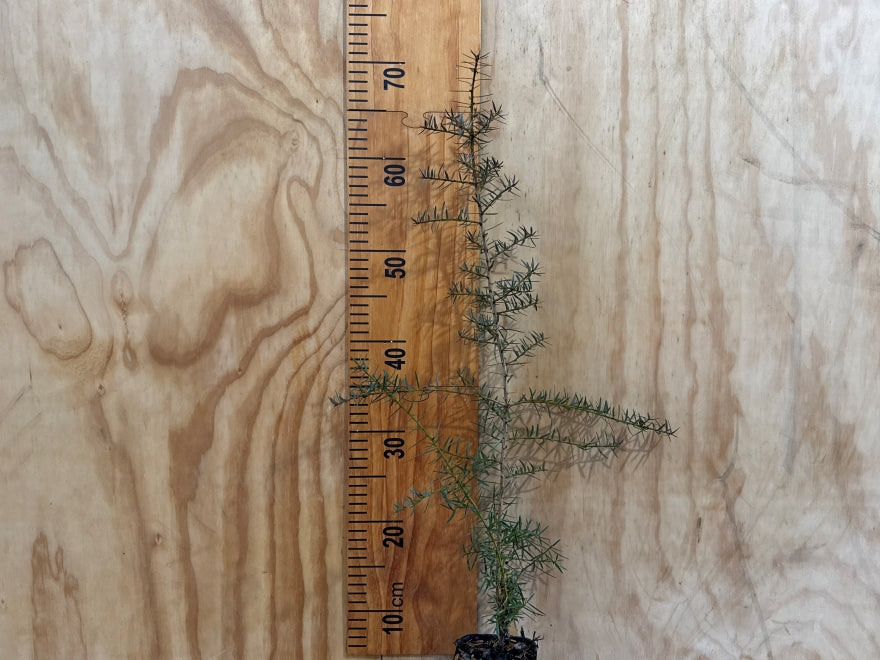 Podocarpus Totara