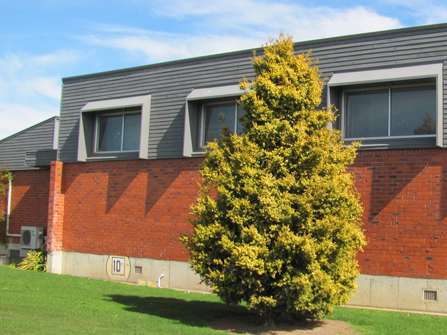 Podocarpus Totara Aurea
