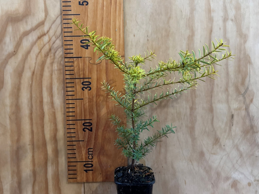 Podocarpus Totara Aurea