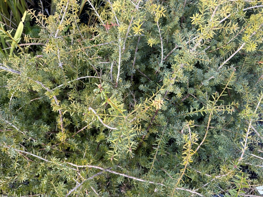 5x Blue Totara - $1.99 each