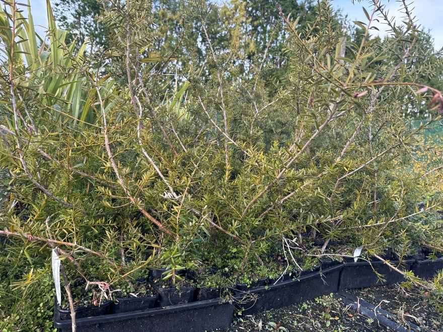 5x Blue Totara - $1.99 each