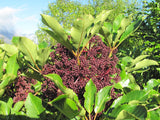 Pseudopanax Arboreum