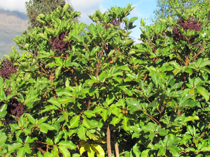 Pseudopanax Arboreus