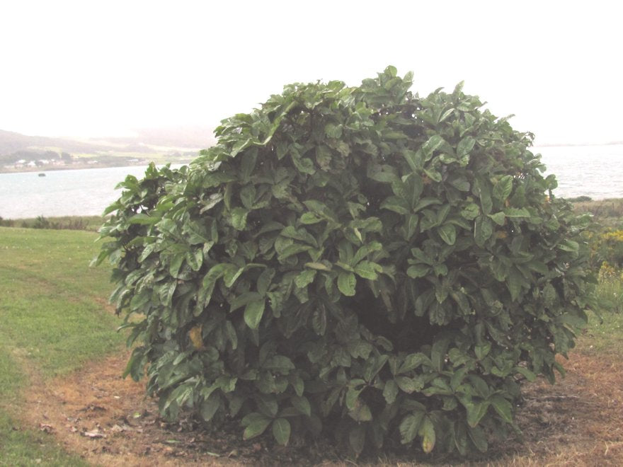 Pseudopanax Arboreus