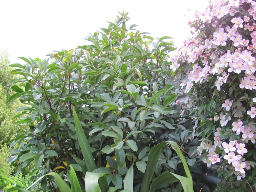 Pseudopanax Arboreus