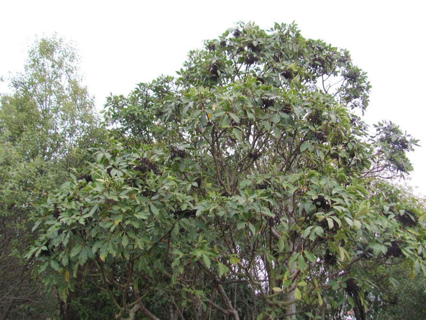 Pseudopanax Arboreus