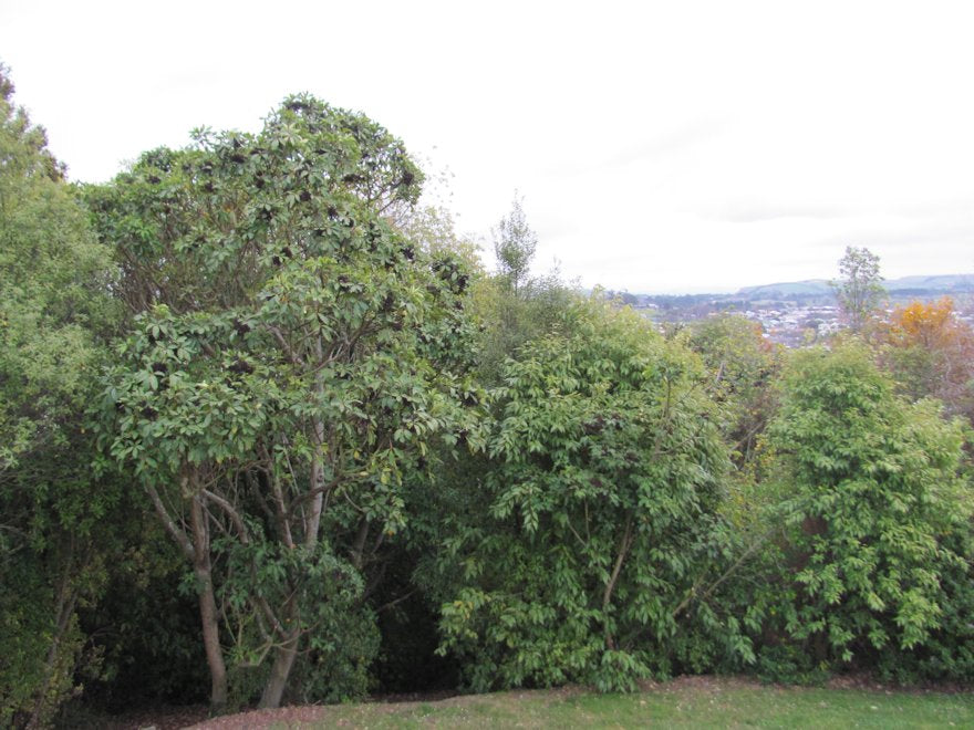 Pseudopanax Arboreus