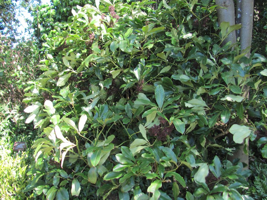 Pseudopanax Arboreus