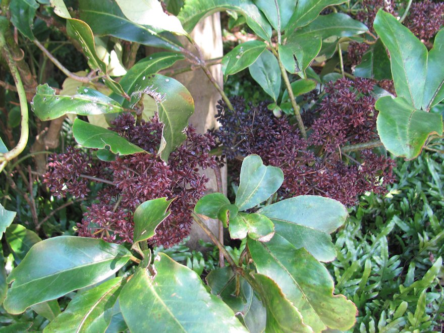 Pseudopanax Arboreus