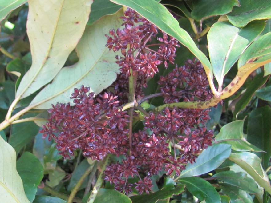 Pseudopanax Arboreus
