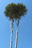 Pseudopanax Crassifolium