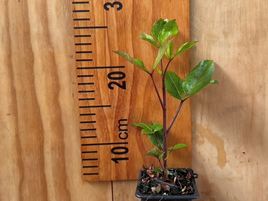 Pseudopanax Arboreus