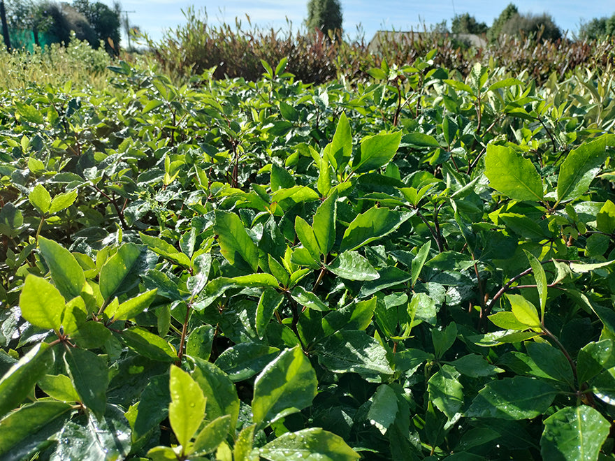 100x Five Finger - $3.99 each